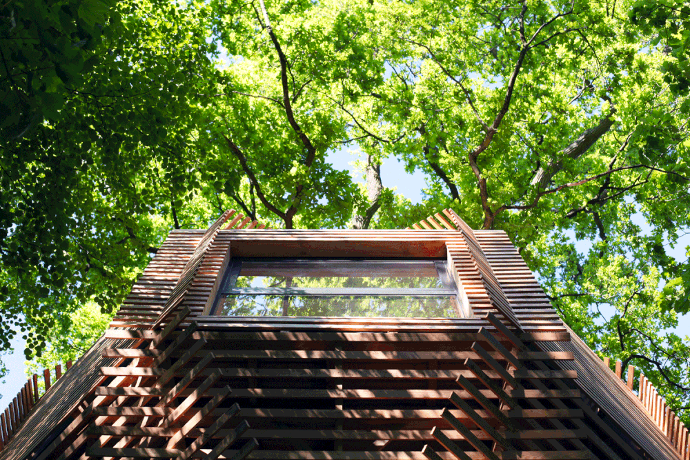 Enhancing a 100-year-old oak tree? Origin, the sartorial wooden dress sewn all around the tree