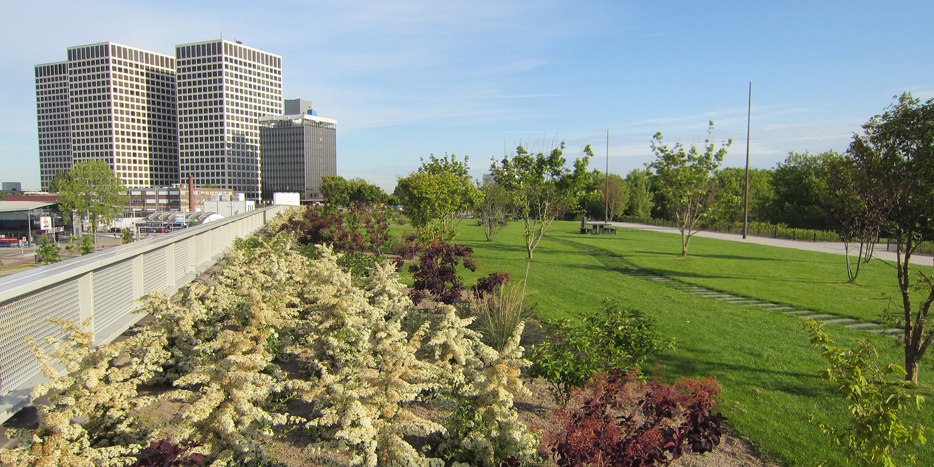 green roof coperture efficienza