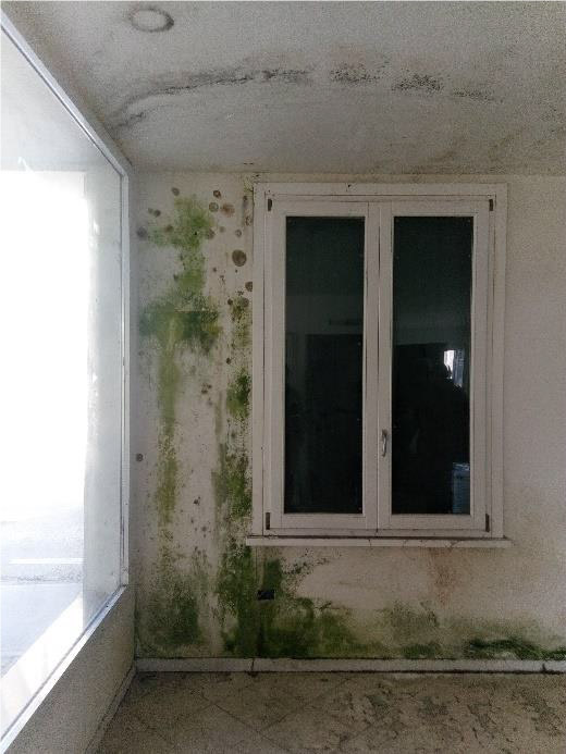 pareti interne con muschio
