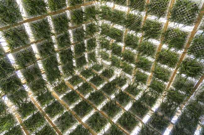 Pavillon au centre d'Annecy. Structure en caisses de lait pour un jardin suspendu inversé