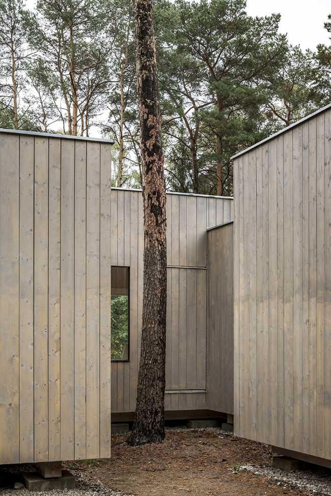 Five boxes arranged between tall pine trees. Trees dictate the irregular shape