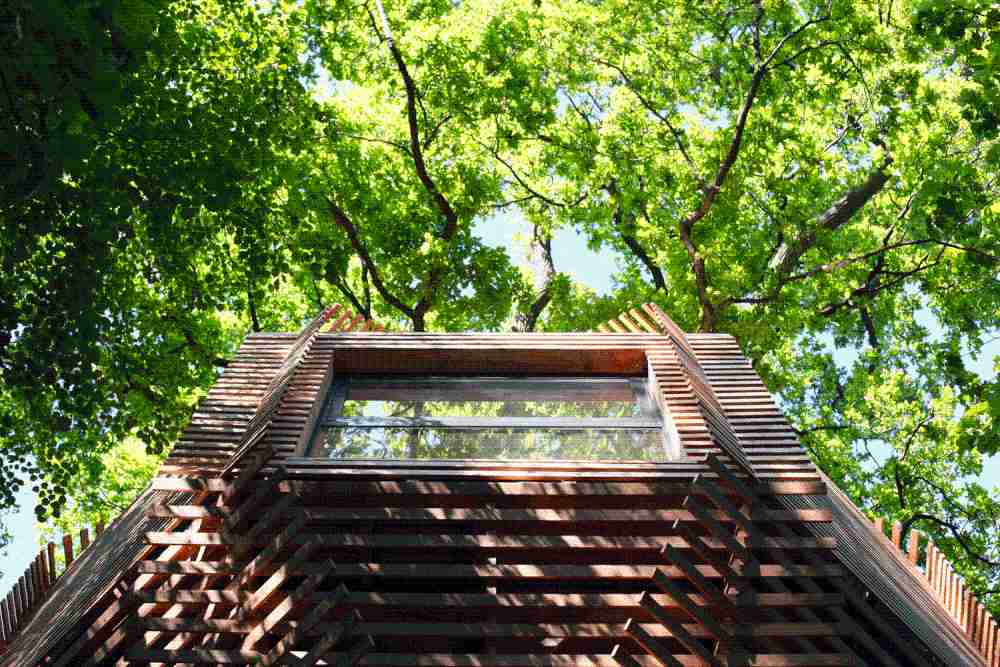 ¿Darle valor a un roble centenario? Origin, el trajesartorial de madera cosido alrededor del árbol