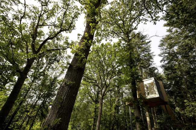 Treetop Hotel Lovtag: sleeping in the trees of a small, picturesque Danish forest