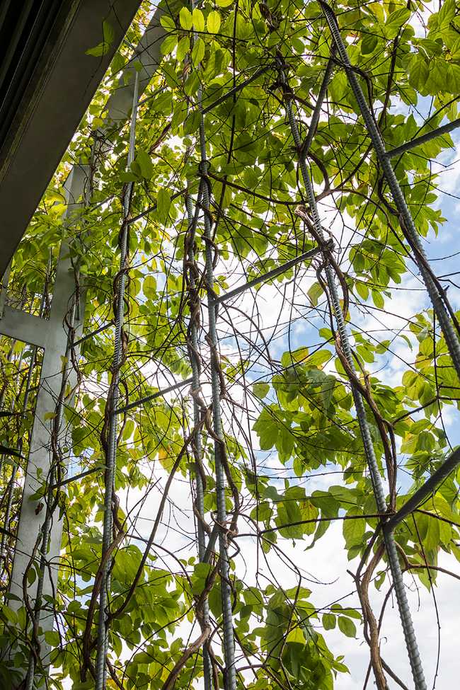 Stepping Park House: the Vietnamese challenge of integrating greenery into architecture
