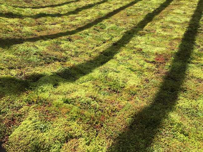 La instalación de Green Varnish que muestra cómo ignorar una realidad incómoda