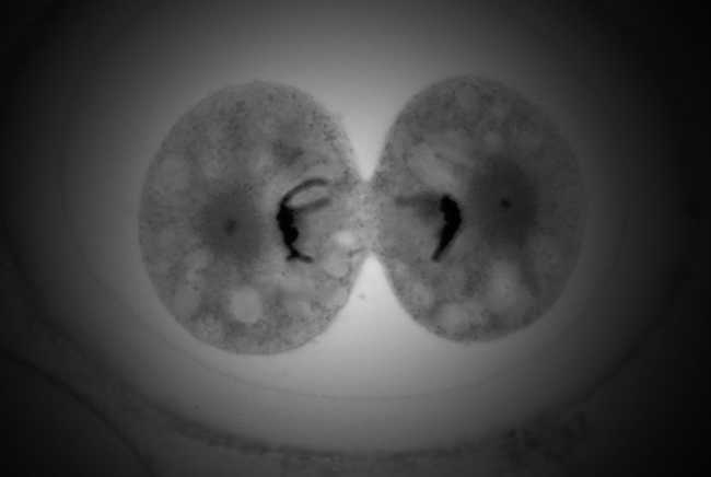 Mitosis XL lleva la arquitectura regenerativa biofílica a los desarrollos urbanos a gran escala. Una solución que