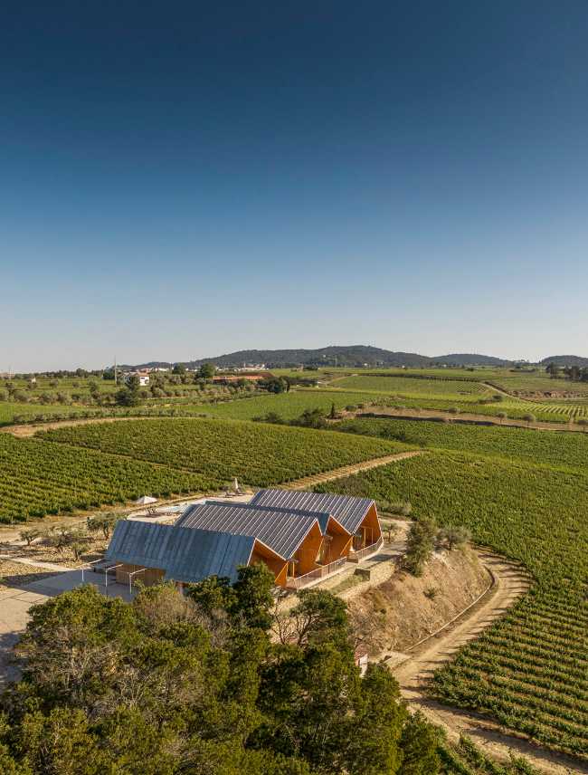 A jump into the landscape made of vineyards, olive trees and almond trees