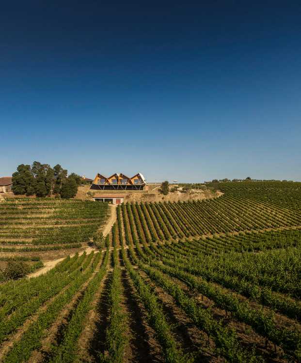 A jump into the landscape made of vineyards, olive trees and almond trees