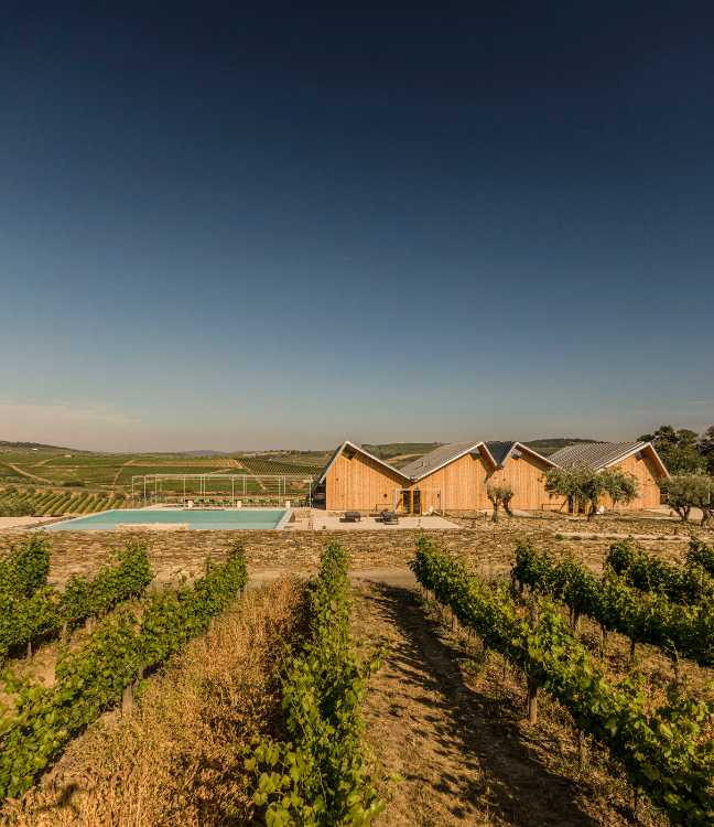 A jump into the landscape made of vineyards, olive trees and almond trees