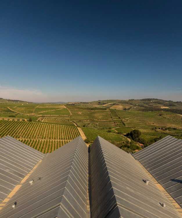 A jump into the landscape made of vineyards, olive trees and almond trees