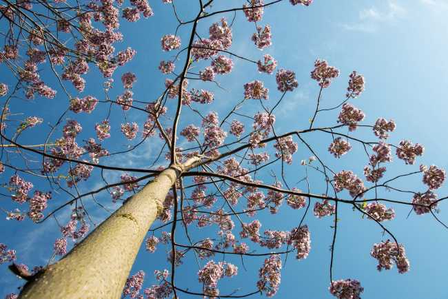 SEED, la suite ecologica per vivere l’esperienza del respiro degli alberi e compensare l’impatto ambientale delle aziende