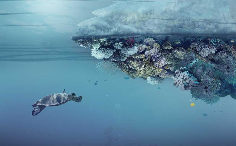 Sweep Island supports biodiversity and cleanses the seas