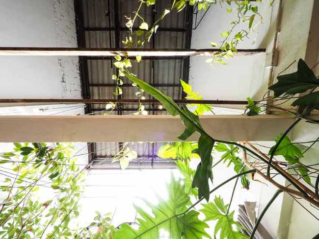 Too Can Cafè, árboles y plantas: ¿interior o exterior?