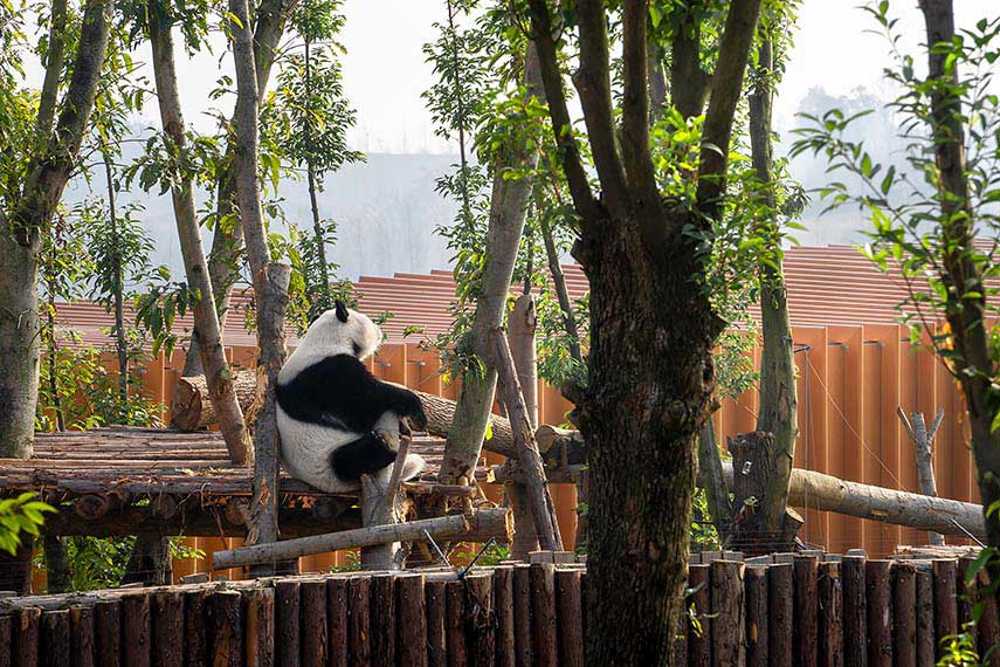 Panda Pavilions: una fusión de arquitectura y paisaje para los osos