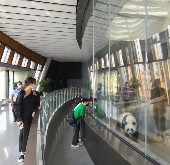 Panda Pavilions: una fusión de arquitectura y paisaje para los osos