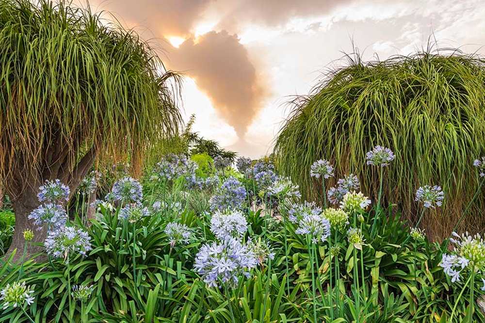 Chaos et ordre dans le jardin méditerranéen. Festival du jardin Radicepura 2025.
