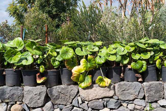 Chaos et ordre dans le jardin méditerranéen. Festival du jardin Radicepura 2025.