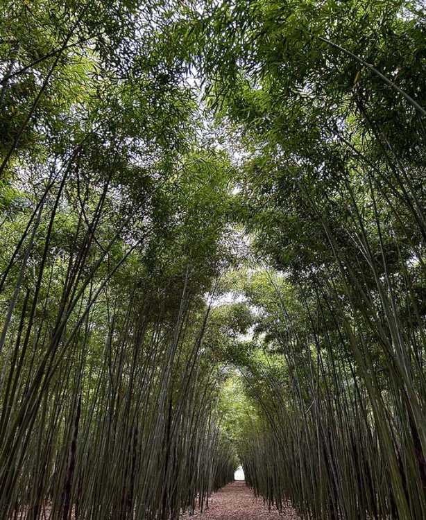 Padiglione UnSoiled e la meraviglia della ciclicità dell’esistenza