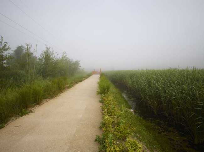 Flor de loto: un camino suspendido entre agua, naturaleza y memoria