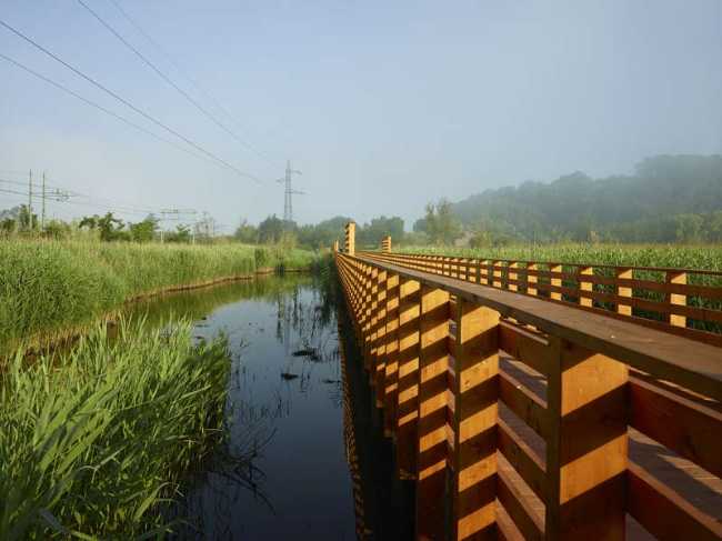Flor de loto: un camino suspendido entre agua, naturaleza y memoria