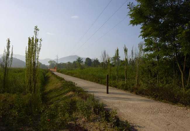 Flor de loto: un camino suspendido entre agua, naturaleza y memoria.