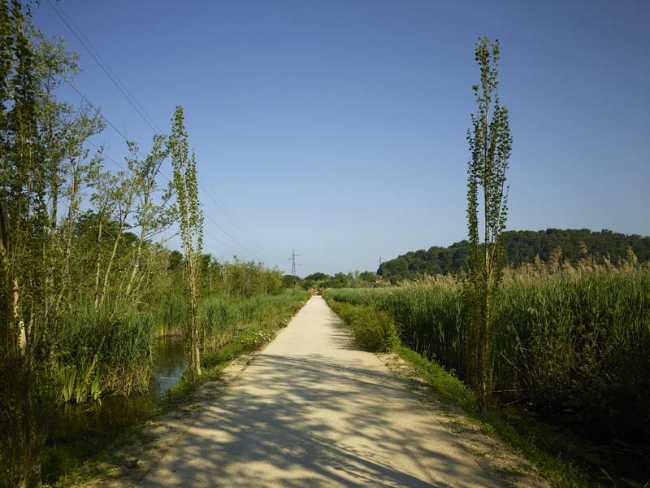 Flor de loto: un camino suspendido entre agua, naturaleza y memoria.