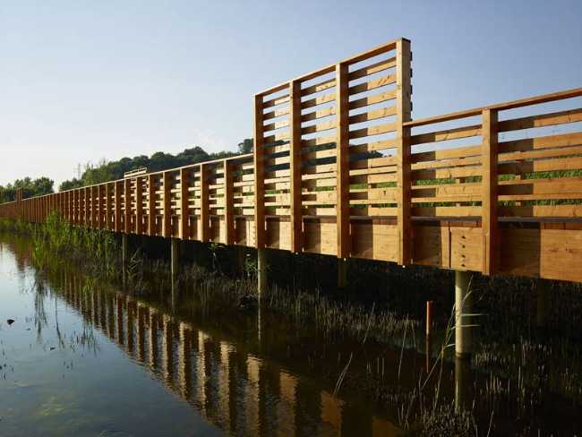 Flor de loto: un camino suspendido entre agua, naturaleza y memoria