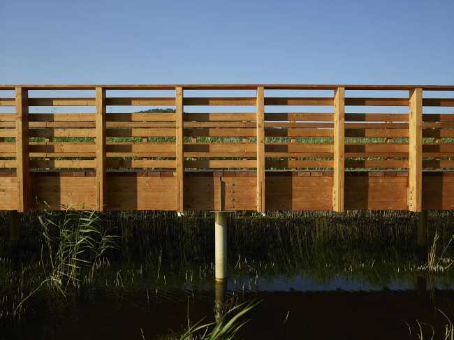 Flor de loto: un camino suspendido entre agua, naturaleza y memoria