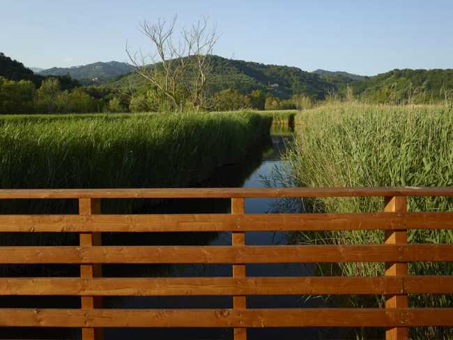 Flor de loto: un camino suspendido entre agua, naturaleza y memoria.