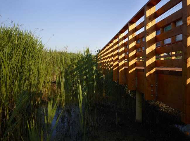 Flor de loto: un camino suspendido entre agua, naturaleza y memoria