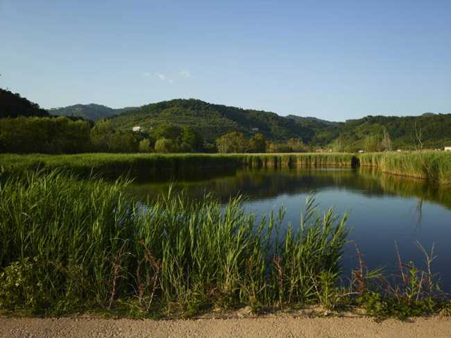 Flor de loto: un camino suspendido entre agua, naturaleza y memoria