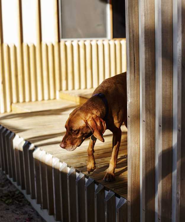 dog and wooden terrace