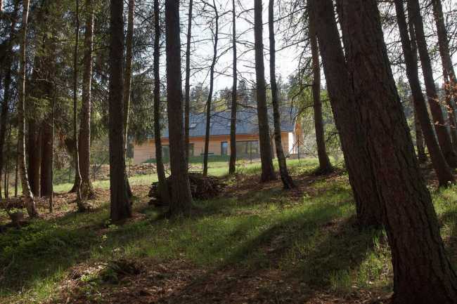 Forest and wooden house