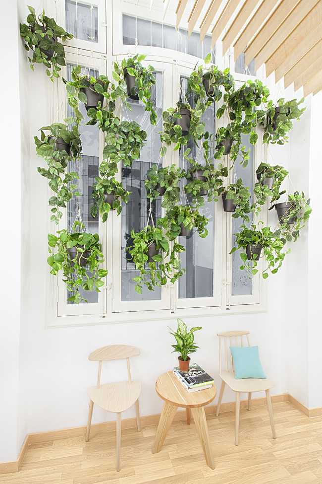 Ventana con plantas
