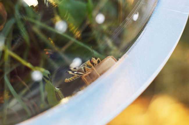 Insect ecosystem detail