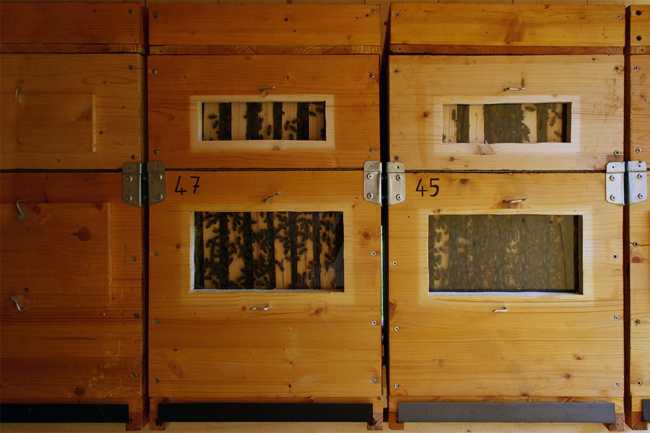 House of bees