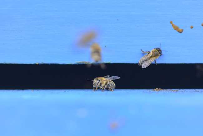 Wood and bees