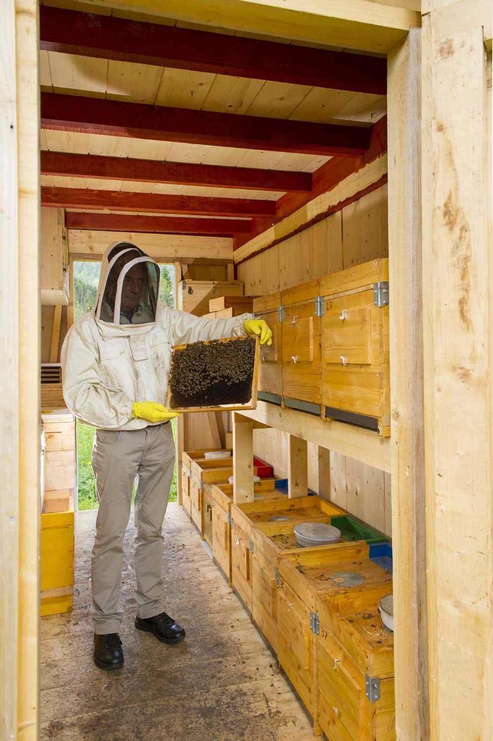 Struttura in legno per api