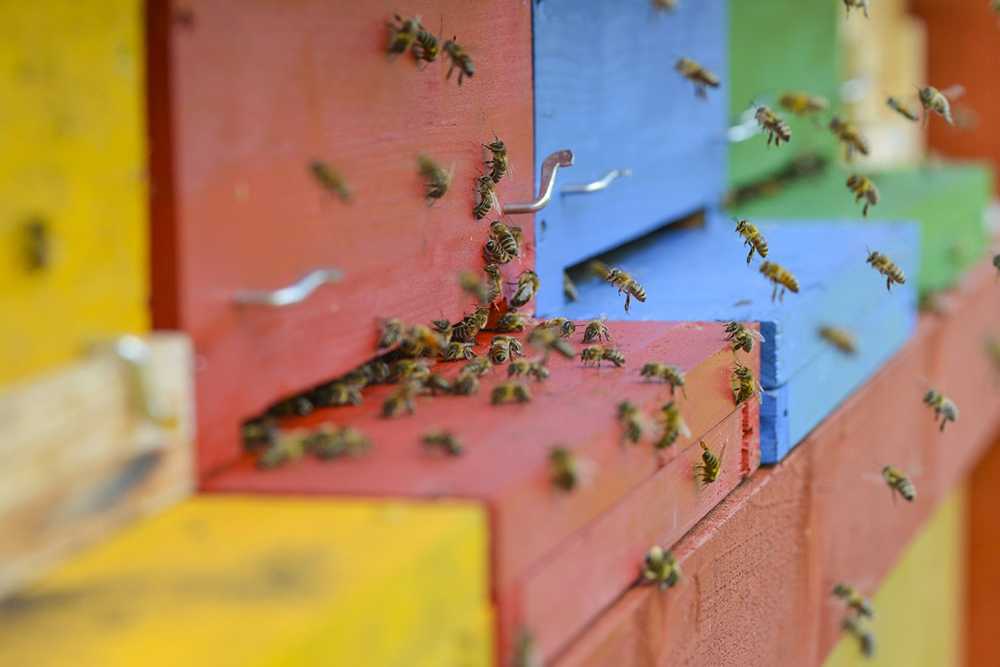Struttura in legno per api