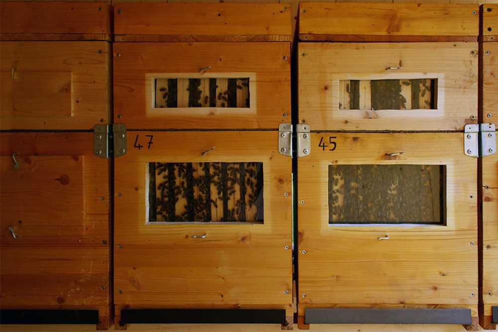 Struttura in legno per api