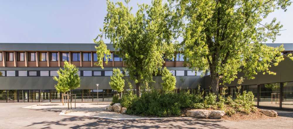 Cortile scuola con albero