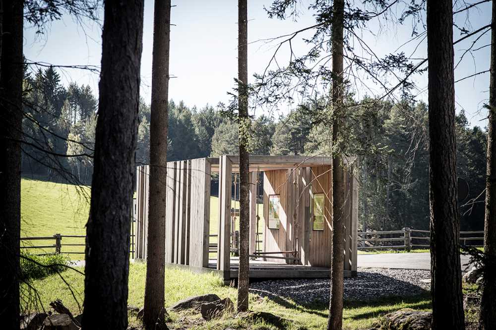 Space in nature in wood