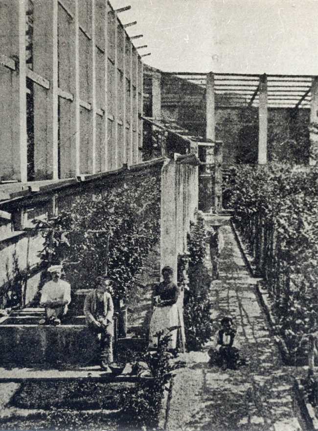 Recuperación de invernaderos de altos pilares de piedra y tablones de madera