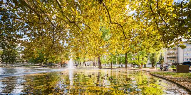 Estanque y árboles en otoño