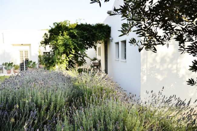 Vegetazione e abitazione bianca