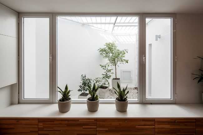 window with plants