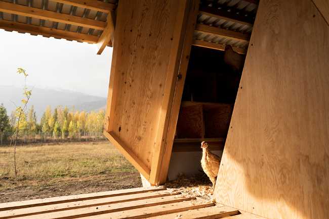 Struttura in legno per polli interno