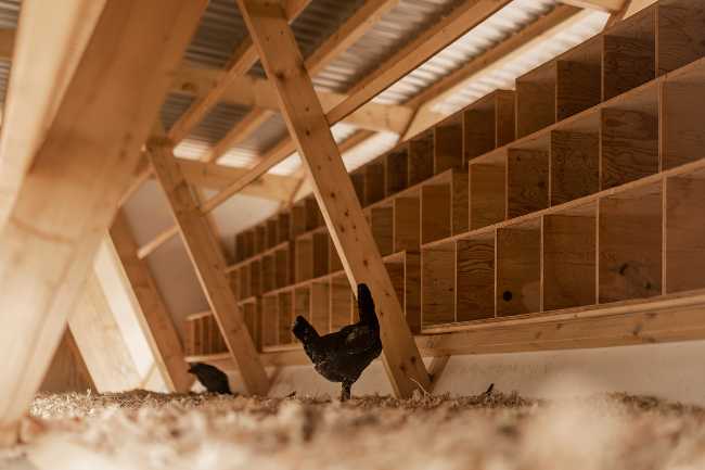 Struttura in legno per polli interno