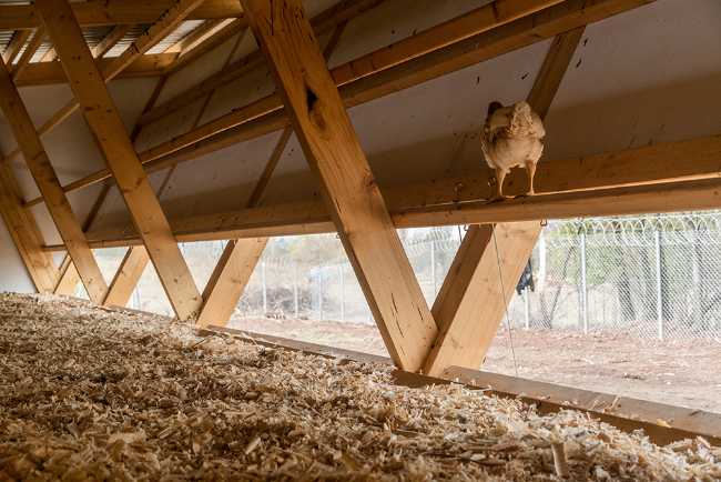 Struttura in legno per polli interno