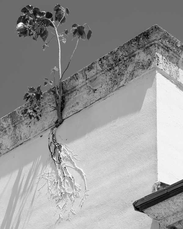 fotografia urbana Miami Painted Roots